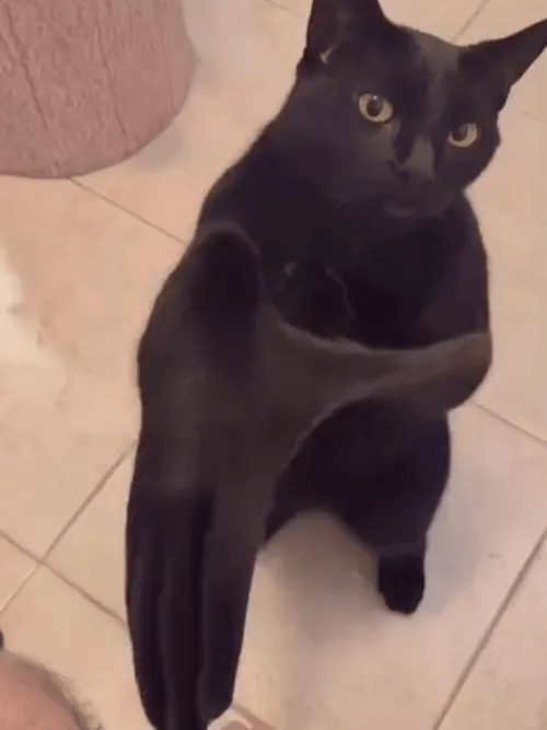 blackcatclapping Emoji