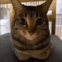 catscare Emoji