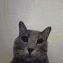 funnycat Emoji