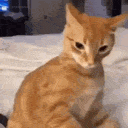 orangecat Emoji