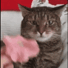 FlowerCat Emoji