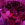 purple_rigby Emoji