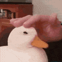 duckpet Emoji