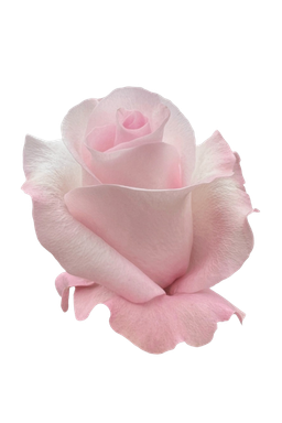 LightPinkRose Emoji
