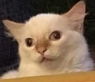 dumb_cat Emoji