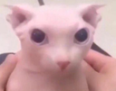 bingusStare Discord Emoji