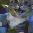 Happycat Sticker