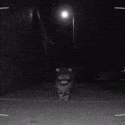 catcam Emoji