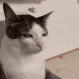 CatAngry Emoji
