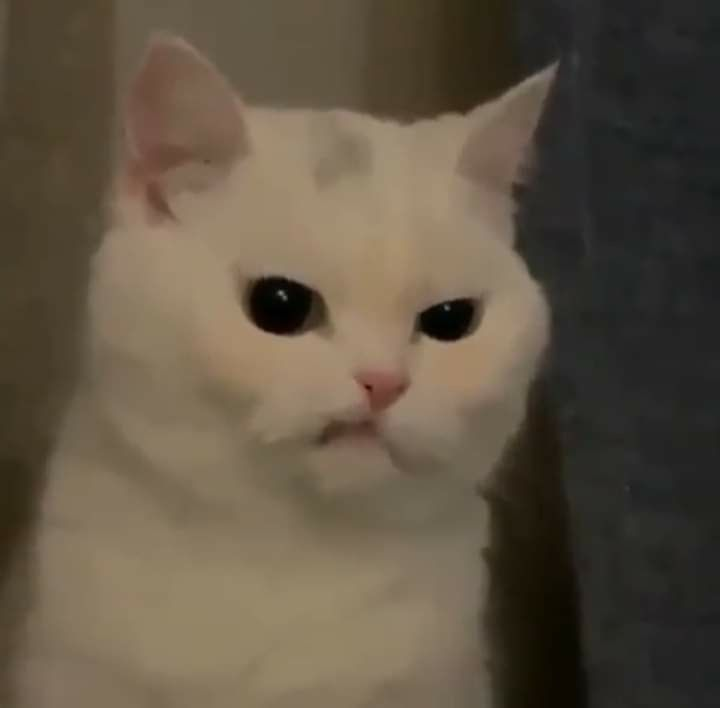 annoyedcat Emoji