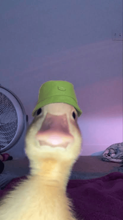 WutDuckie Sticker