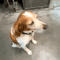 dog Sticker