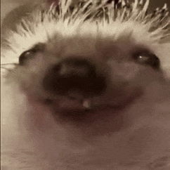 hedgehog_chewing Emoji