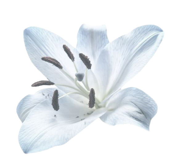 Whiteflower Sticker